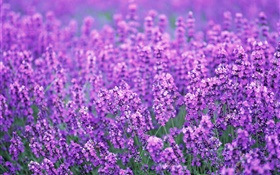 ラベンダーの花のフィールド、紫色の世界では、夏