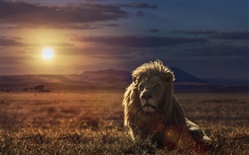 日没ライオン、草 HDの壁紙