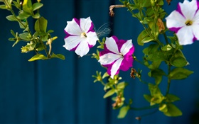 リトル花、白、紫色の花びら HDの壁紙