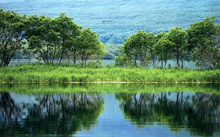 自然の風景、木、緑、川、水の反射 壁紙 ピクチャー