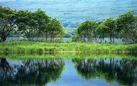 自然の風景、木、緑、川、水の反射