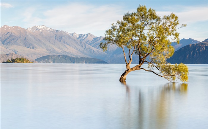 ニュージーランド、湖ワナカ、山、孤独な木 壁紙 ピクチャー