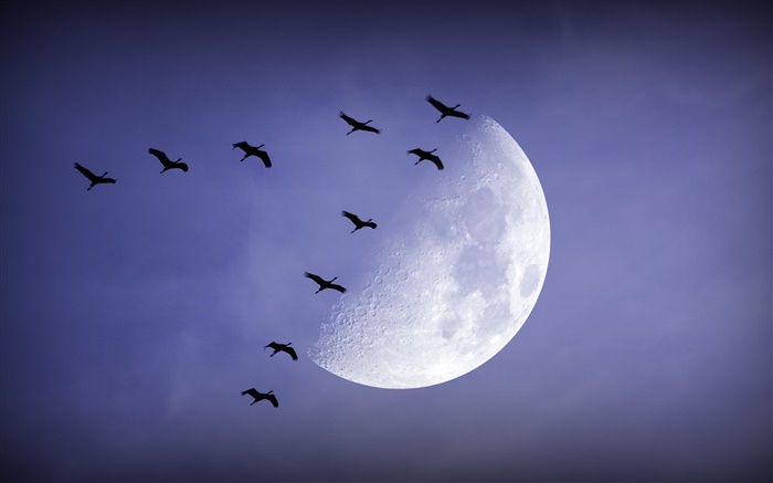 夜、月、鳥が飛んで、空 壁紙 ピクチャー