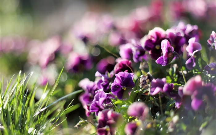 パンジー、紫の花、紫、春 壁紙 ピクチャー