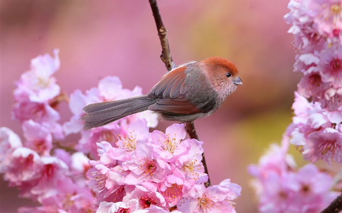 ピンクの花、鳥、庭、春 壁紙 ピクチャー