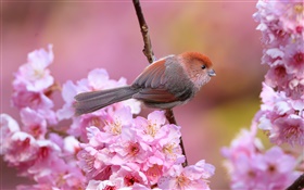 ピンクの花、鳥、庭、春 HDの壁紙