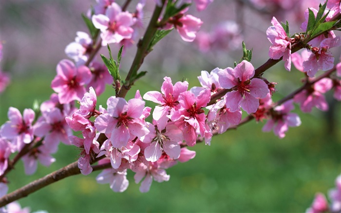 ピンクの花、木、小枝、春 壁紙 ピクチャー