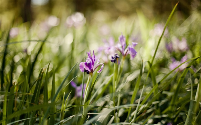 紫の蘭、花、緑の草 壁紙 ピクチャー