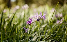 紫の蘭、花、緑の草