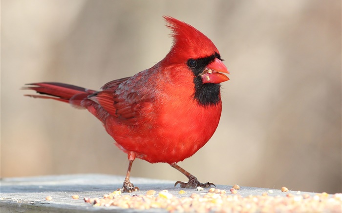 赤羽の鳥、くちばし、マクロ 壁紙 ピクチャー