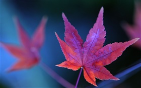 赤カエデの葉クローズアップ、秋