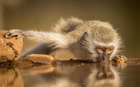 南アフリカ、サルを食べる水 HDの壁紙