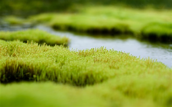 沼、緑の草、水 壁紙 ピクチャー