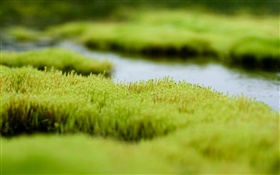 沼、緑の草、水 HDの壁紙
