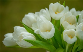 チューリップ、白い花、花束