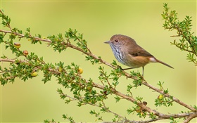 小枝、鳥、茶色thornbill