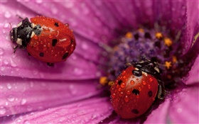 二つのてんとう虫、昆虫、ピンクの花びら、露 HDの壁紙