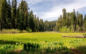 アメリカ、カリフォルニア州、セコイア国立公園、森林、木、草 HDの壁紙