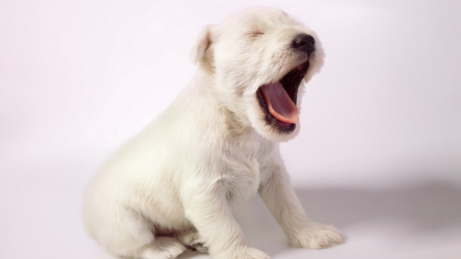白い犬 かわいい子犬のあくび デスクトップの壁紙 19x1080 壁紙をダウンロード Ja Hdwall365 Com