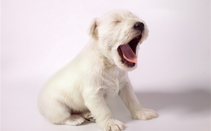 白い犬、かわいい子犬のあくび 壁紙 ピクチャー