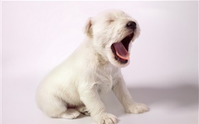 白い犬、かわいい子犬のあくび