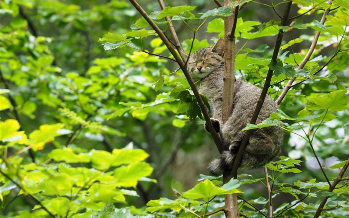 ツリーの中で眠っ野生の猫、緑の葉 壁紙 ピクチャー
