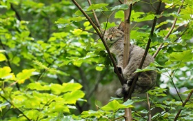 ツリーの中で眠っ野生の猫、緑の葉