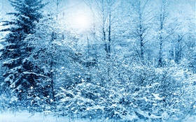 冬、木、トウヒ、白い雪 HDの壁紙