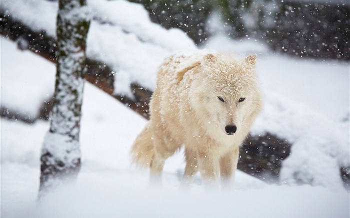 冬、オオカミ、雪 壁紙 ピクチャー