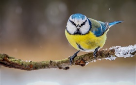 冬、黄色、白、青羽の鳥 HDの壁紙
