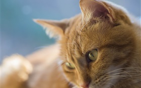 黄色い目の猫、顔 HDの壁紙