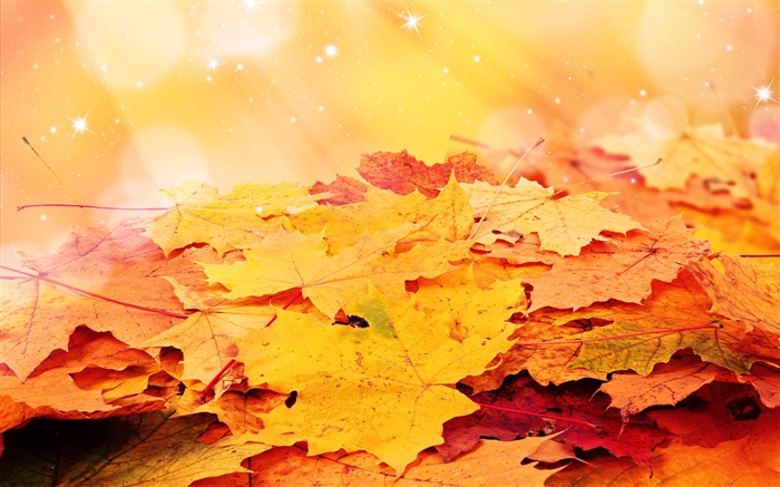 黄色の葉、秋、星 壁紙 ピクチャー