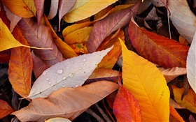 黄色の葉、水滴、秋