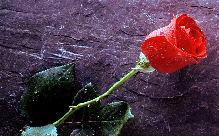 赤いバラ、水滴 壁紙 ピクチャー