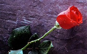赤いバラ、水滴 HDの壁紙