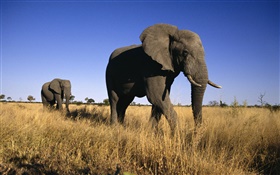 アフリカゾウ HDの壁紙