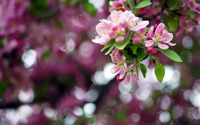アップルツリー、ピンクの花、春、ボケ味 壁紙 ピクチャー
