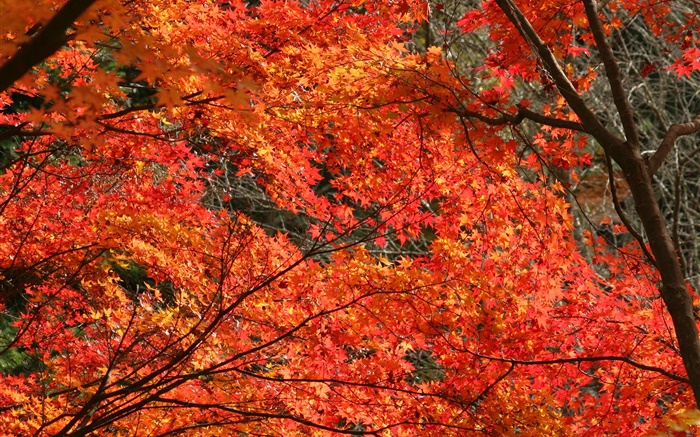 秋、美しいカエデの葉、赤い色、木 壁紙 ピクチャー