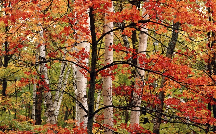 秋、森、樺、紅葉 壁紙 ピクチャー