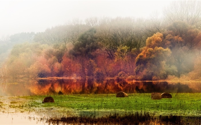 秋、森、木、池、紅葉、霧、朝 壁紙 ピクチャー