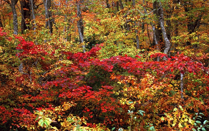 秋の森、小枝、赤や黄色の葉 壁紙 ピクチャー
