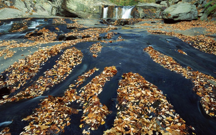 秋、多くの葉、滝、小川、岩 壁紙 ピクチャー