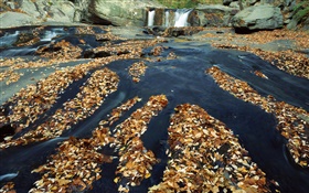 秋、多くの葉、滝、小川、岩 HDの壁紙