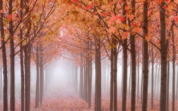 秋の朝、木、赤いカエデの葉、霧 壁紙 ピクチャー