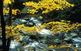 秋、自然の風景、黄色の葉、木、小川
