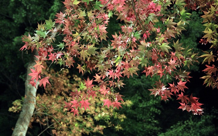 秋、木、緑と赤のカエデの葉 壁紙 ピクチャー