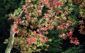 秋、木、緑と赤のカエデの葉 HDの壁紙