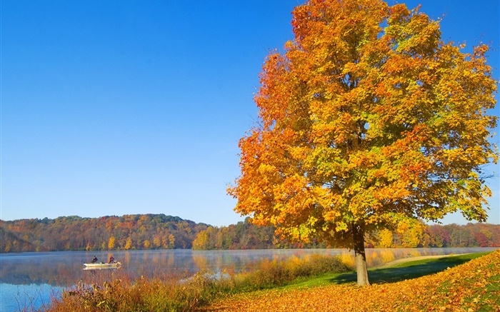 秋、木、黄色の葉、川 壁紙 ピクチャー