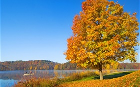 秋、木、黄色の葉、川 HDの壁紙
