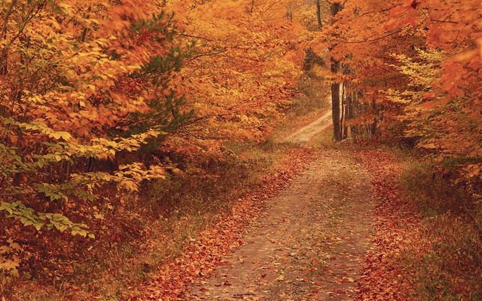 秋、木、道路、紅葉 壁紙 ピクチャー